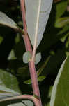 Prairie willow